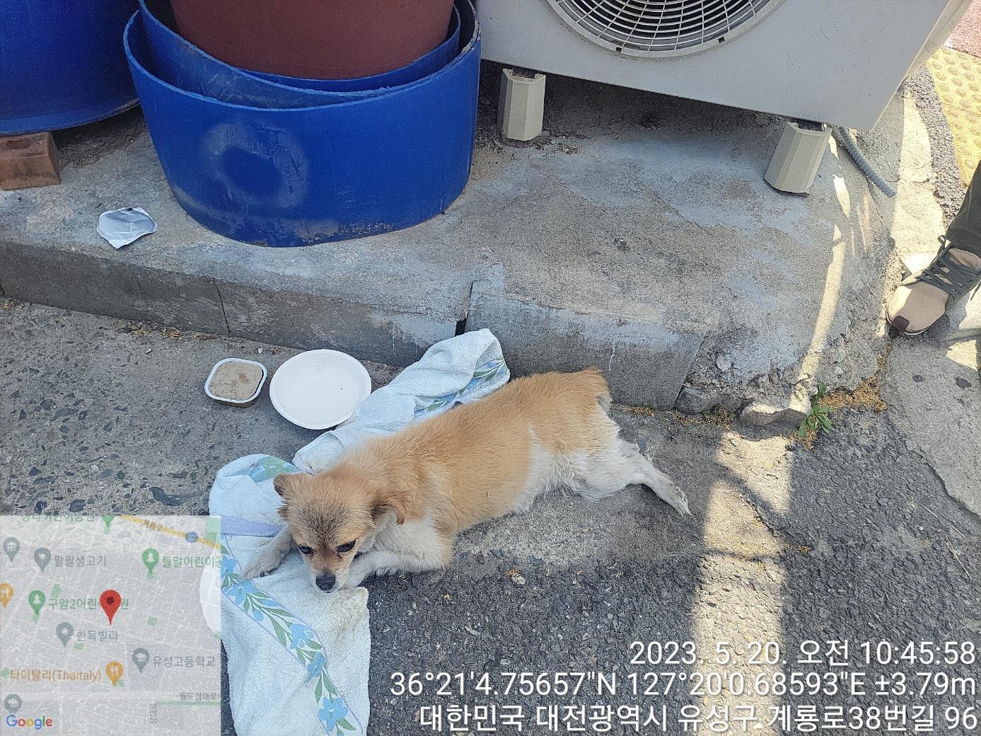 대전동물보호센터_430367202300310